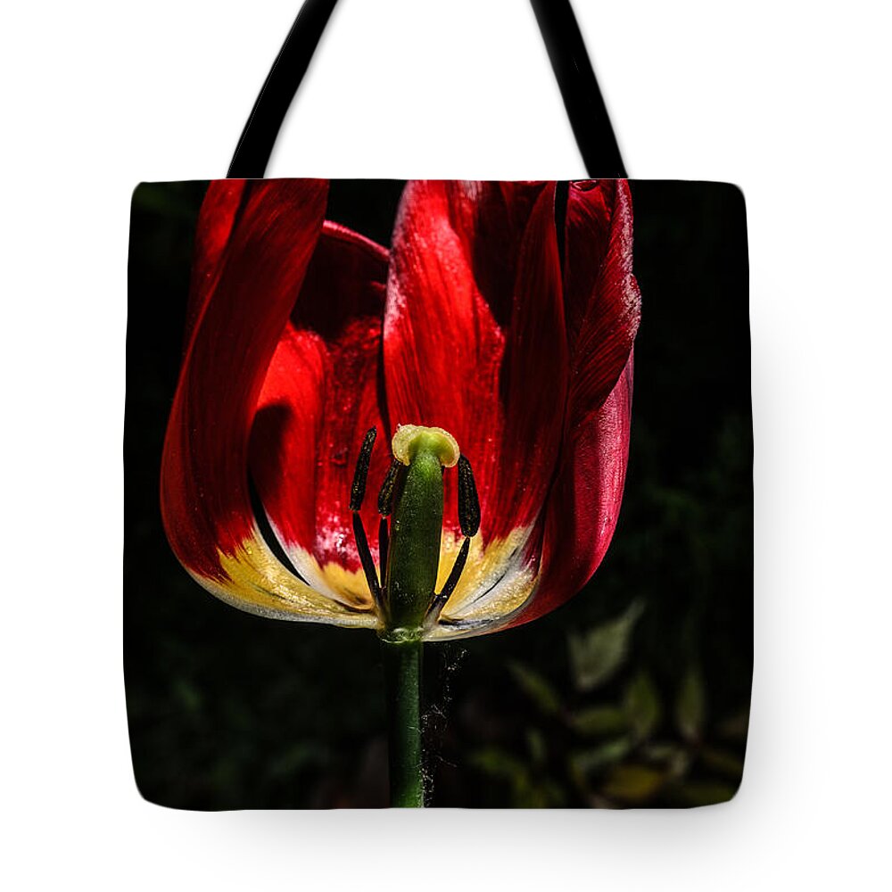 Spring Tote Bag featuring the photograph Backlit Tulip by Michael Goyberg