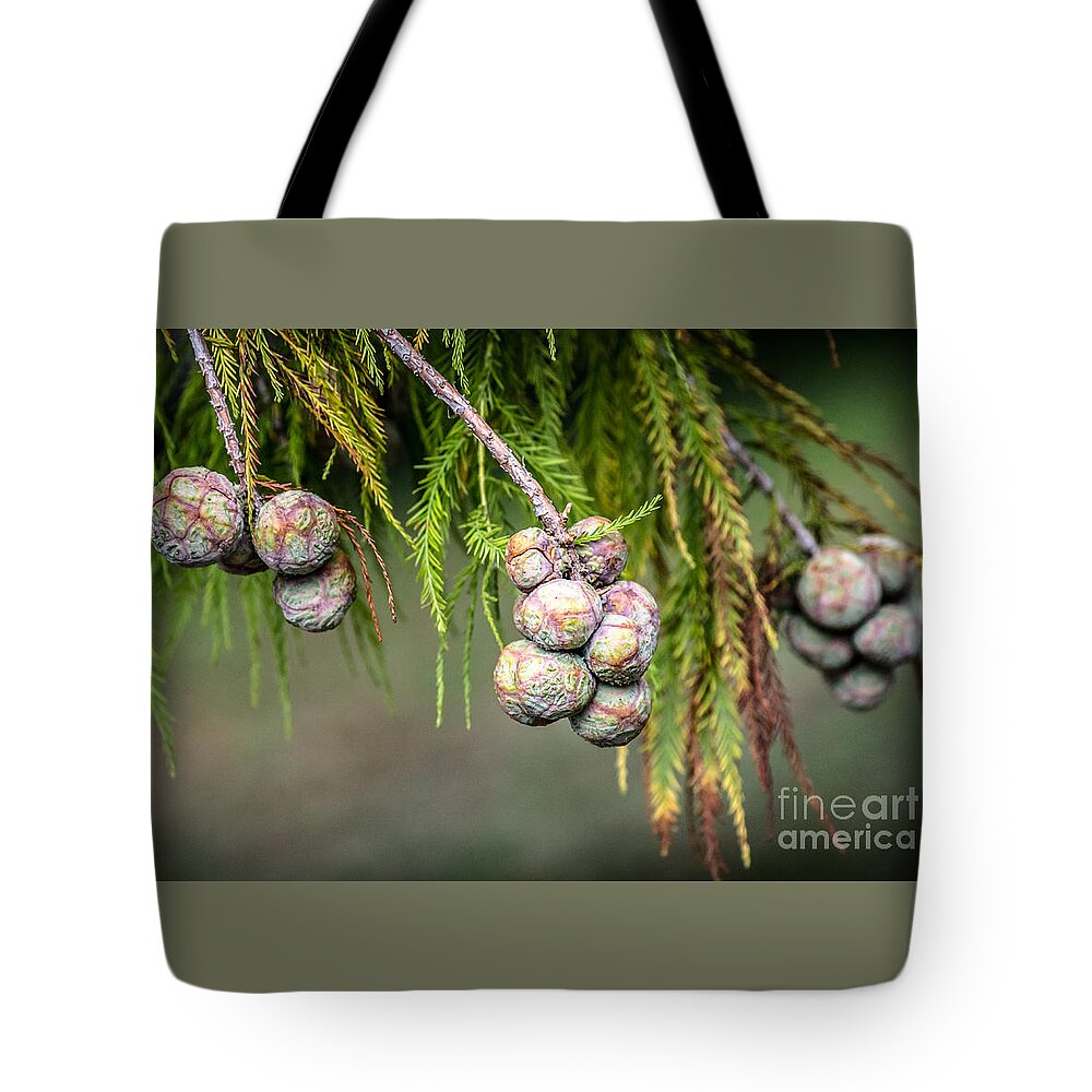 Bald Tote Bag featuring the photograph Bald Cypress tree seed pods by Imagery by Charly