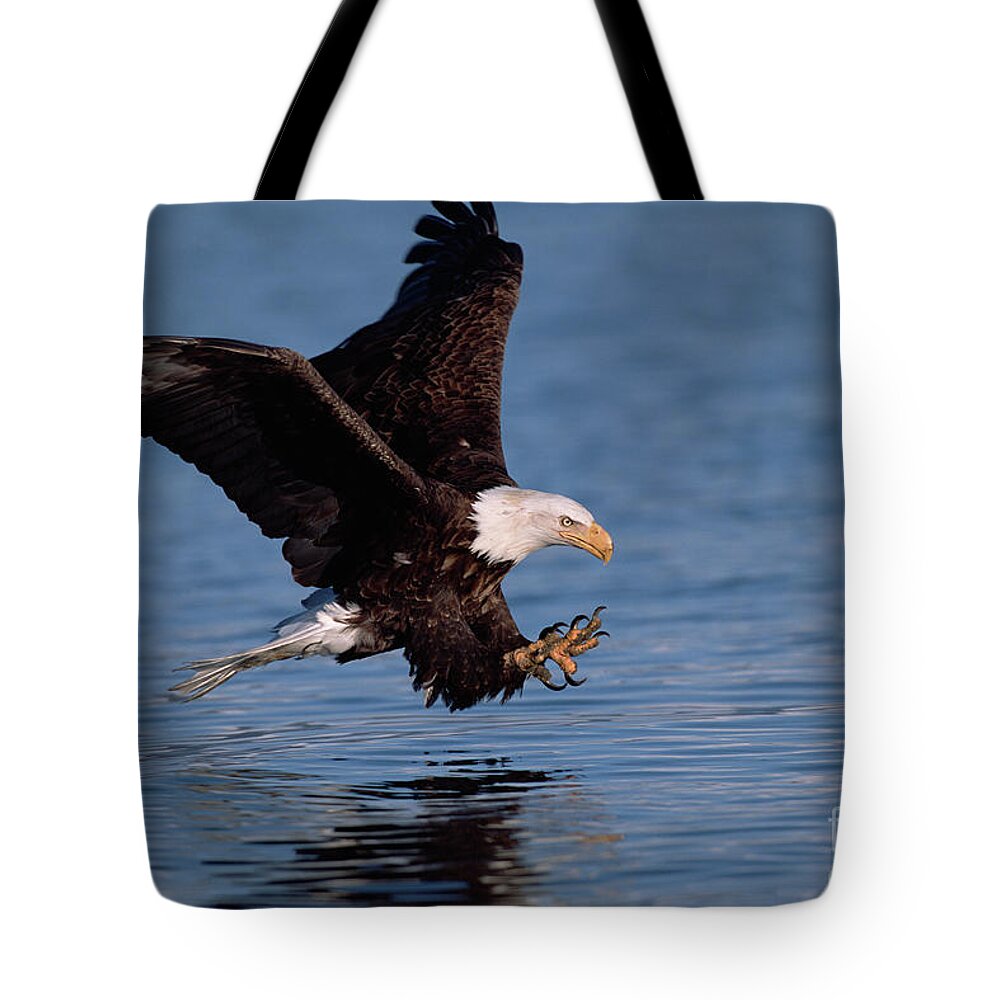 00343843 Tote Bag featuring the photograph Bald Eagle Fishing, Kenai #1 by Yva Momatiuk John Eastcott