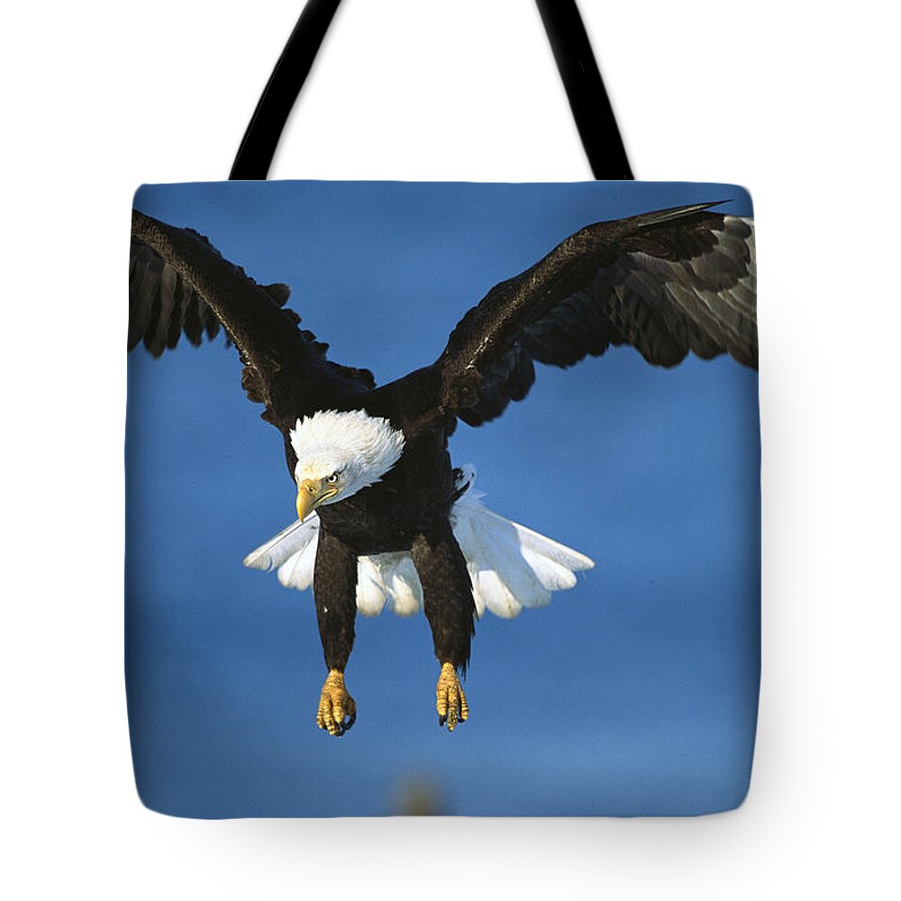 Feb0514 Tote Bag featuring the photograph Bald Eagle Flying Kenai Peninsula Alaska by Tom Vezo