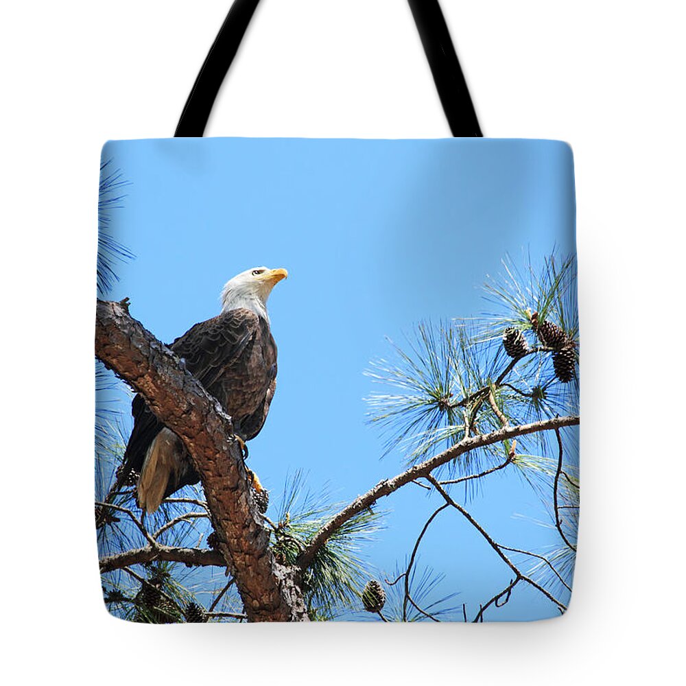 Bald Eagle Tote Bag featuring the photograph Bald Eagle by Geraldine DeBoer