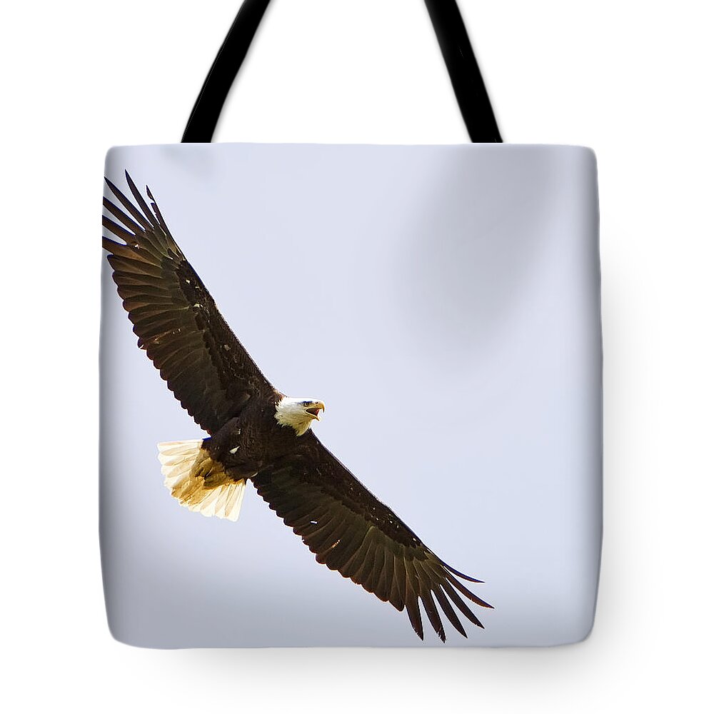 Bald Eagle Tote Bag featuring the photograph Bald Eagle in Flight by John Vose