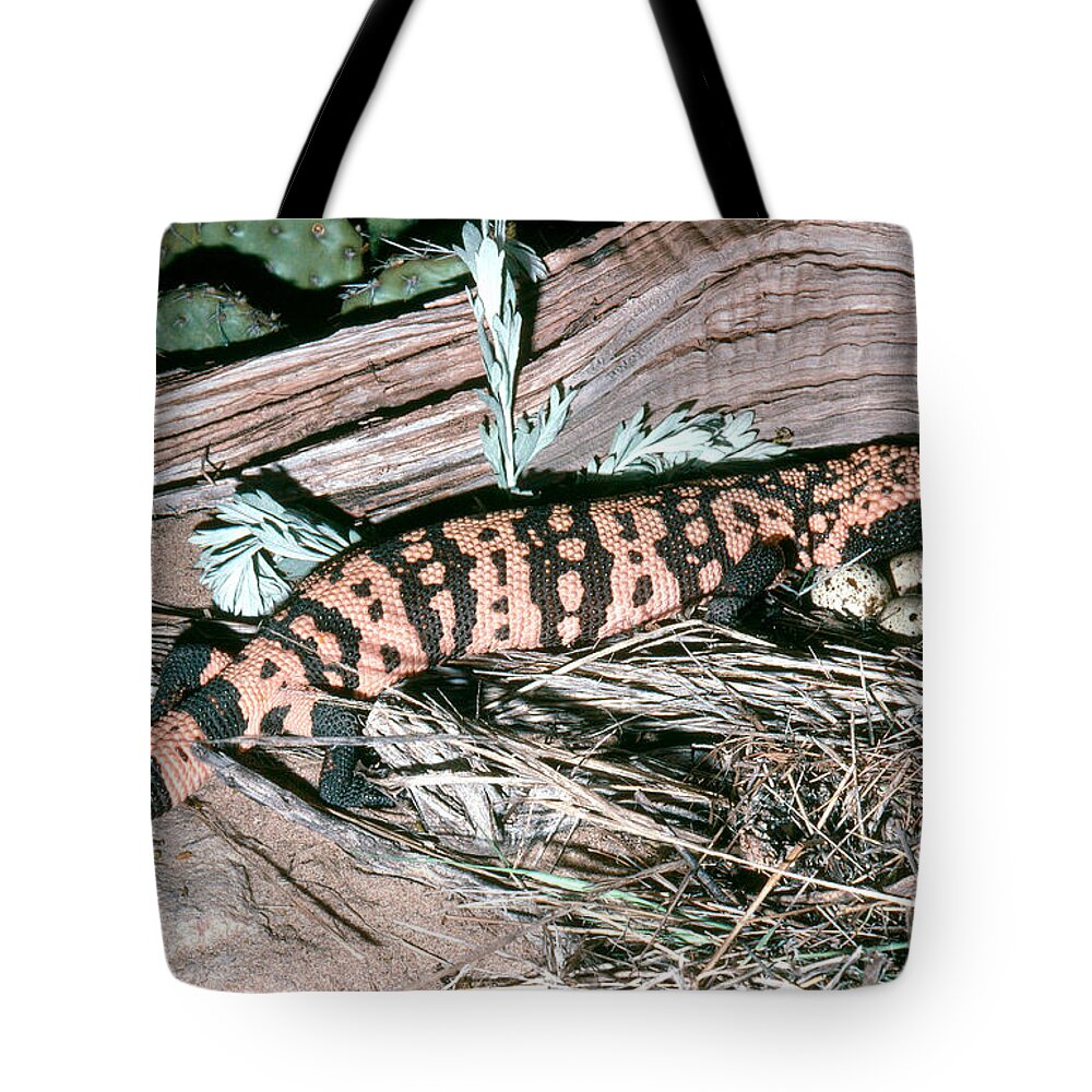 Animal Tote Bag featuring the photograph Banded Gila Monster by Robert J. Erwin