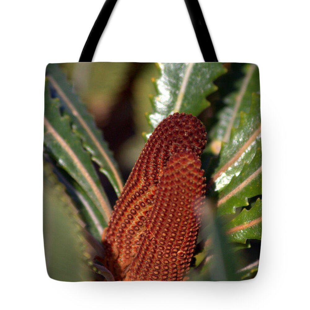 Banksia Tote Bag featuring the photograph Banksia by Miroslava Jurcik