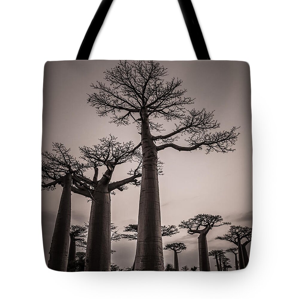 Baobab Tote Bag featuring the photograph Baobab Avenue by Linda Villers
