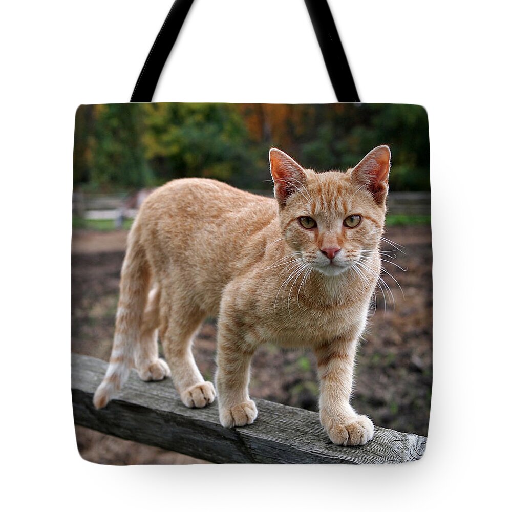 Cat Tote Bag featuring the photograph Barn Cat by Rona Black