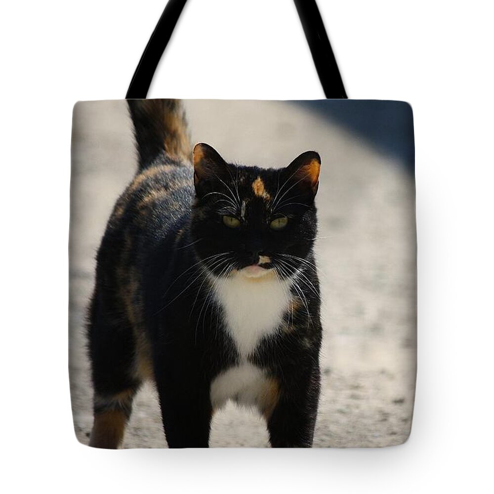 Cat Tote Bag featuring the photograph Barn Cat Stare by Veronica Batterson