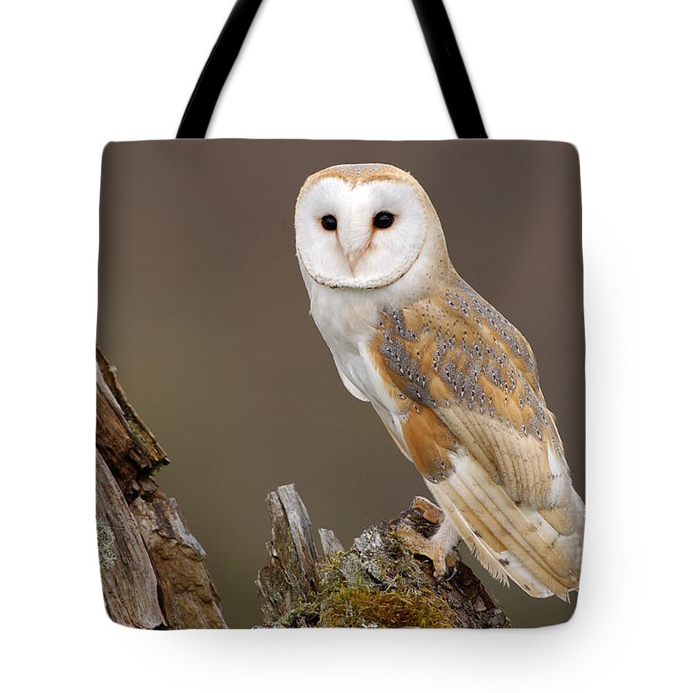 Flpa Tote Bag featuring the photograph Barn Owl On Mossy Stump Scotland by Malcolm Schuyl