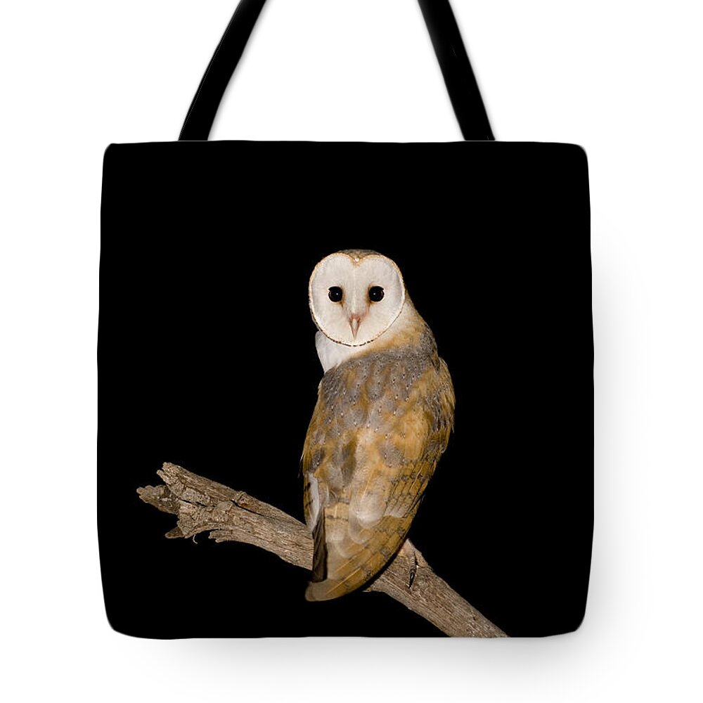 Alertness Tote Bag featuring the photograph Barn Owl Tyto alba by Eyal Bartov