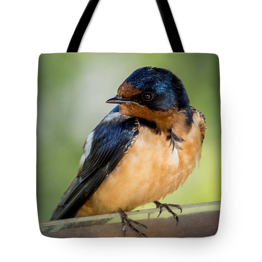 Barn Swallows Tote Bag featuring the photograph Barn Swallow by Ernest Echols