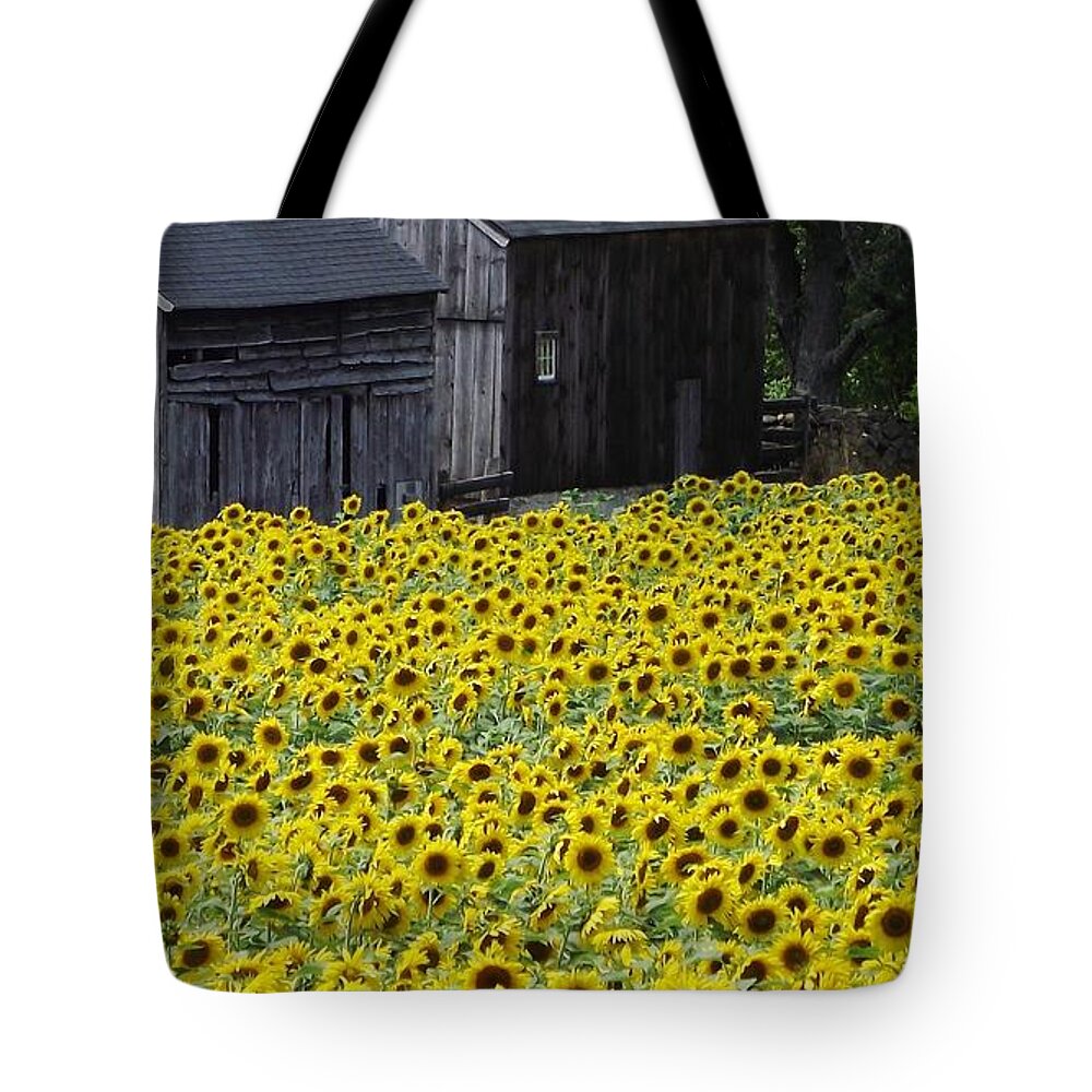 Field Of Sunflowers Tote Bag featuring the photograph Barns and Sunflowers by Michelle Welles