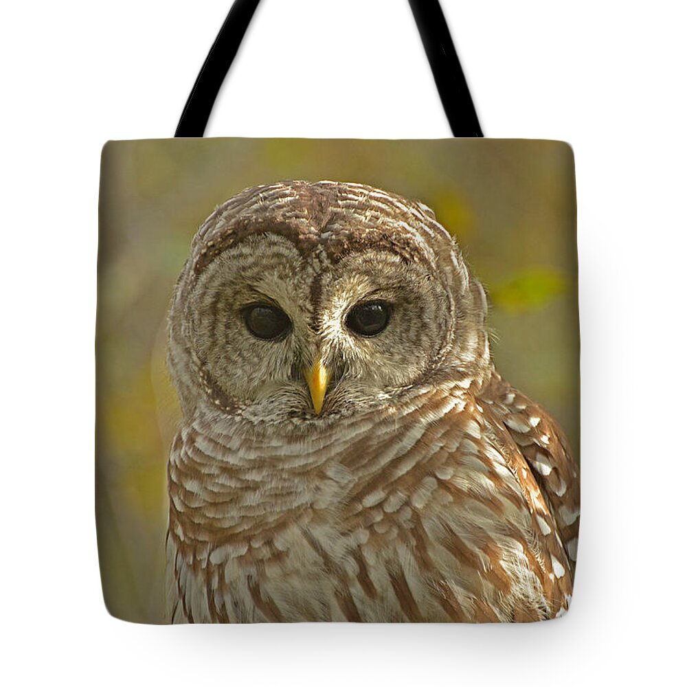 Barred Owl Tote Bag featuring the photograph Barred Owl looking at you by Nancy Landry