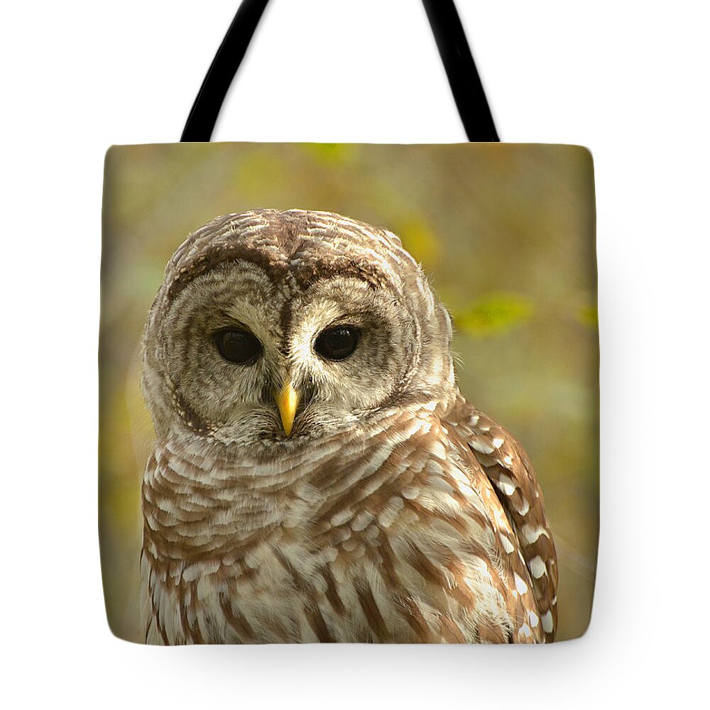Barred Owl Tote Bag featuring the photograph Barred Owl by Nancy Landry