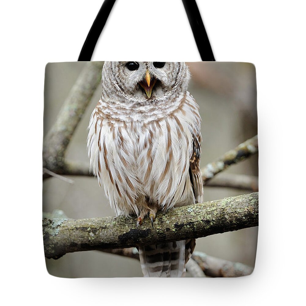 Barred Owl Tote Bag featuring the photograph Barred Owl Yawning by Scott Linstead