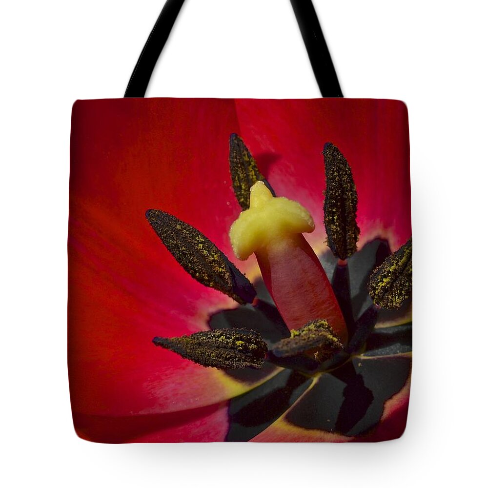 Basking Tote Bag featuring the photograph Basking in the Sun by Frozen in Time Fine Art Photography