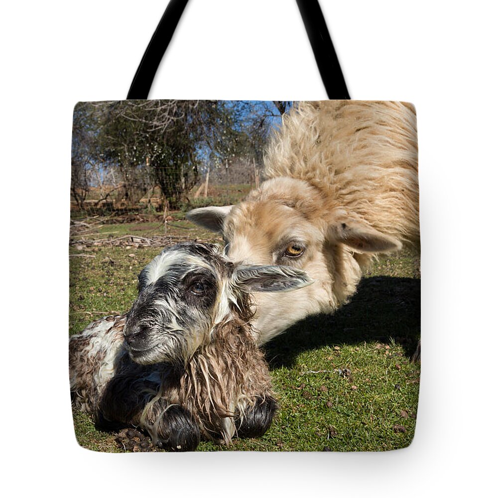 Lamb Tote Bag featuring the photograph Bathing Baby Ram by Kathleen Bishop