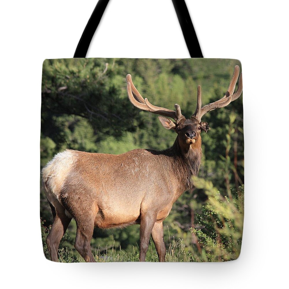 Elk Tote Bag featuring the photograph Battle Scars by Shane Bechler