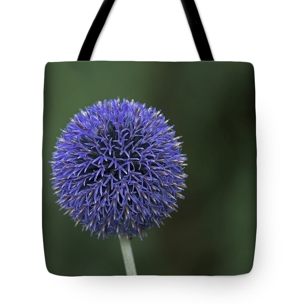 Flower Tote Bag featuring the photograph Bavarian Globe Thistle by Sean Allen