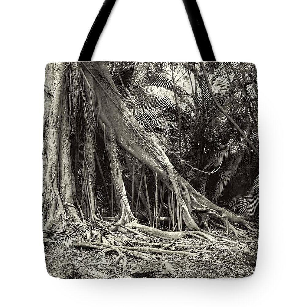 Tree Tote Bag featuring the photograph Strangler Fig by Rudy Umans