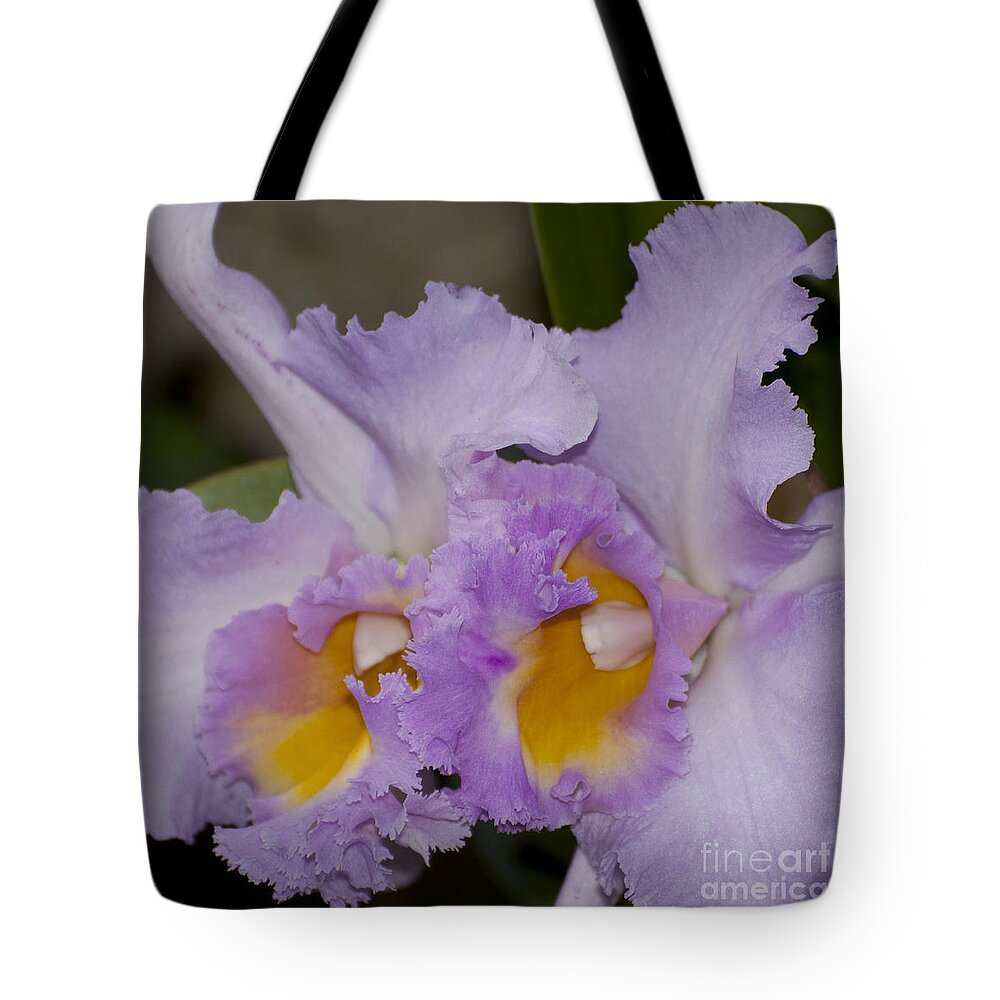 Orchid Tote Bag featuring the photograph Bc Mount Hood 'Early Dawn' by Terri Winkler
