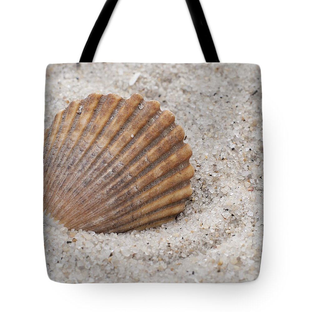 Beach Seashell Tote Bag featuring the photograph Beach Seashell by Terry DeLuco