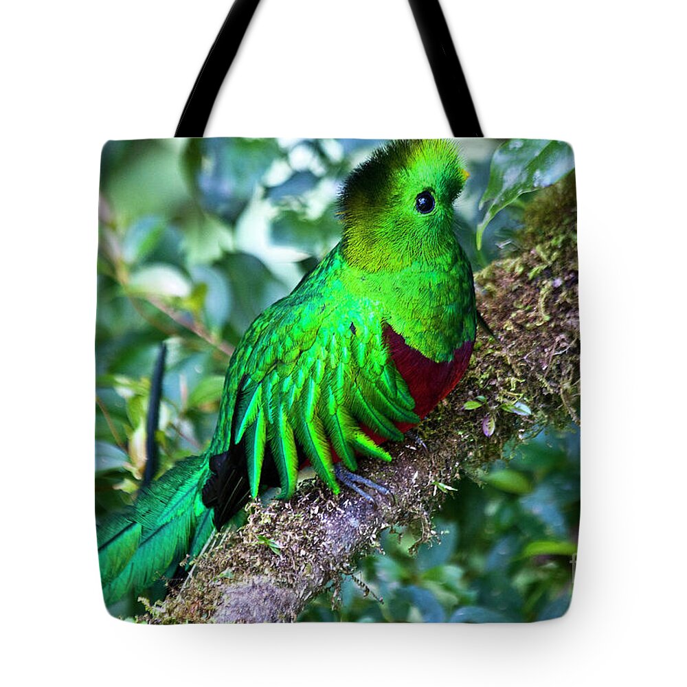 Bird Tote Bag featuring the photograph Beautiful Quetzal 2 by Heiko Koehrer-Wagner