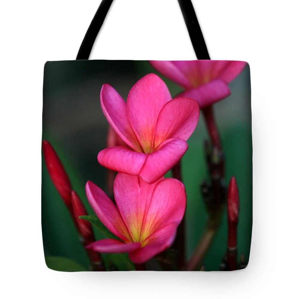  Tote Bag featuring the photograph Beautiful Red Plumeria by Sabrina L Ryan