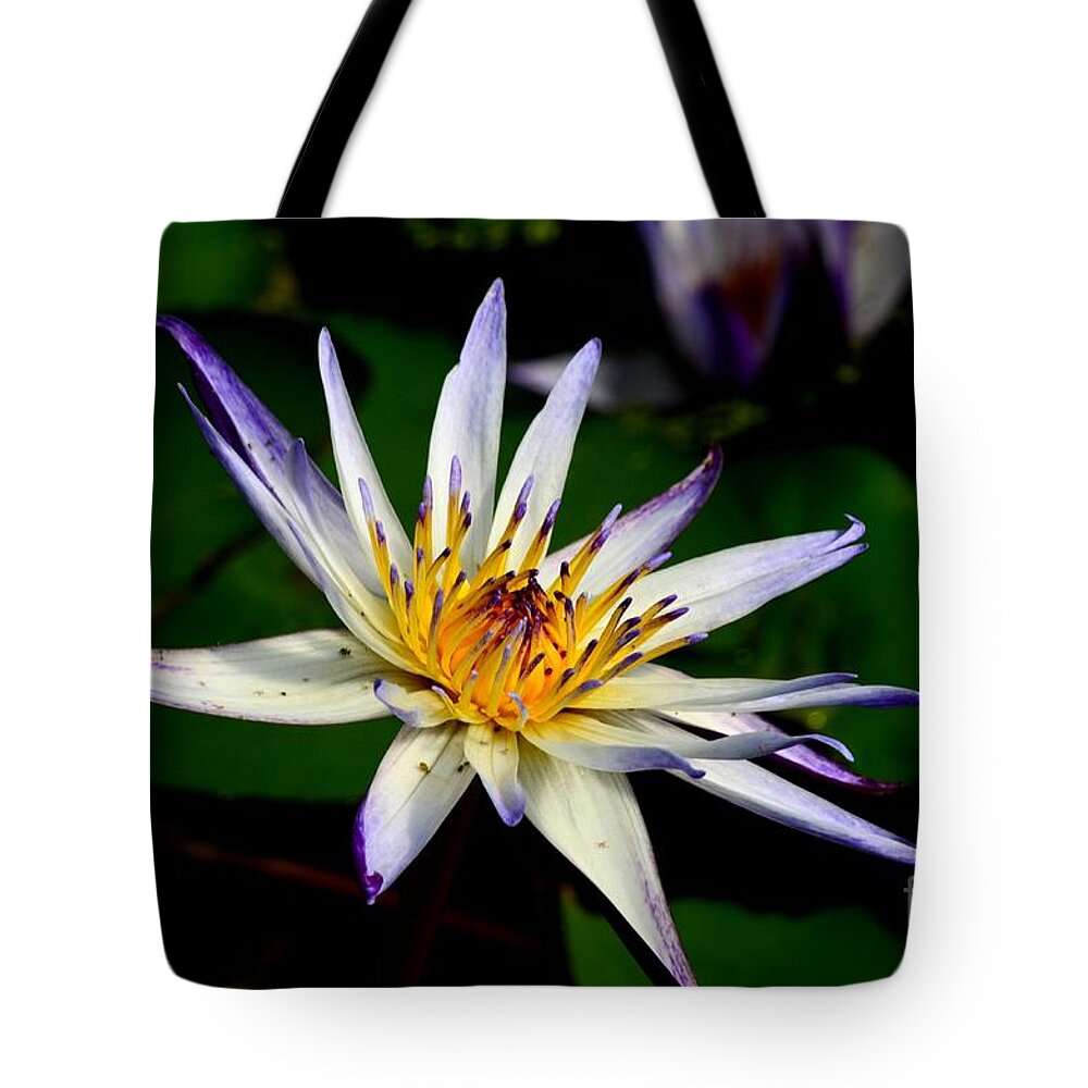 Lily Tote Bag featuring the photograph Beautiful violet white and yellow water lily flower by Imran Ahmed