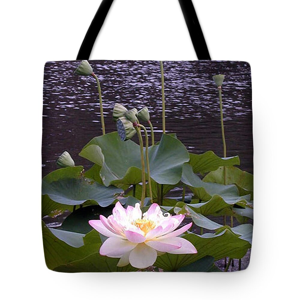 Lotus Tote Bag featuring the photograph Beauty of the Lotus by John Lautermilch