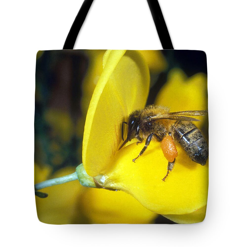 Animal Tote Bag featuring the photograph Bee Pollinating by Perennou Nuridsany