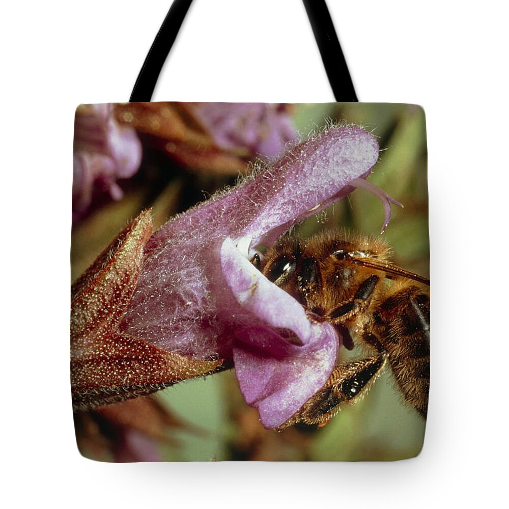 Bee Tote Bag featuring the photograph Bee Pollinating Sage by Perennou Nuridsany