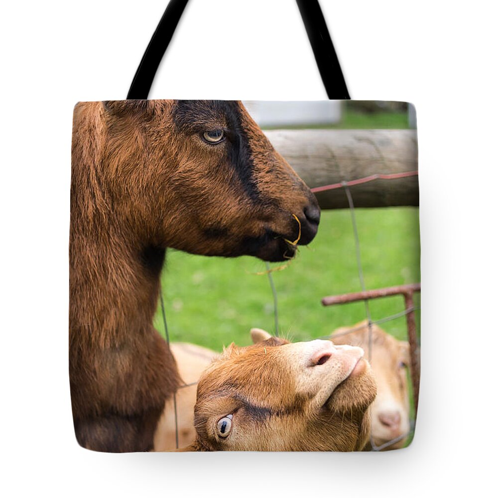 Goat Tote Bag featuring the photograph Begging For A Bite by Priya Ghose