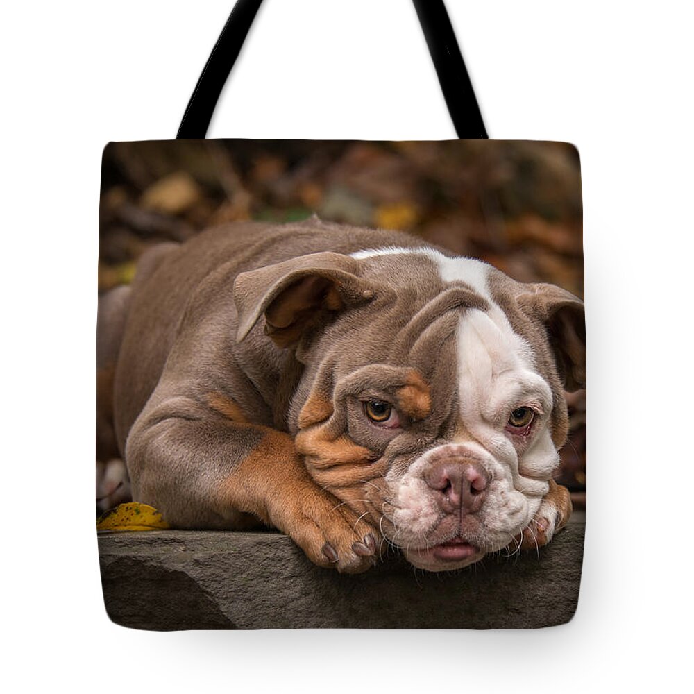 Autumn Tote Bag featuring the photograph Bella by Joye Ardyn Durham