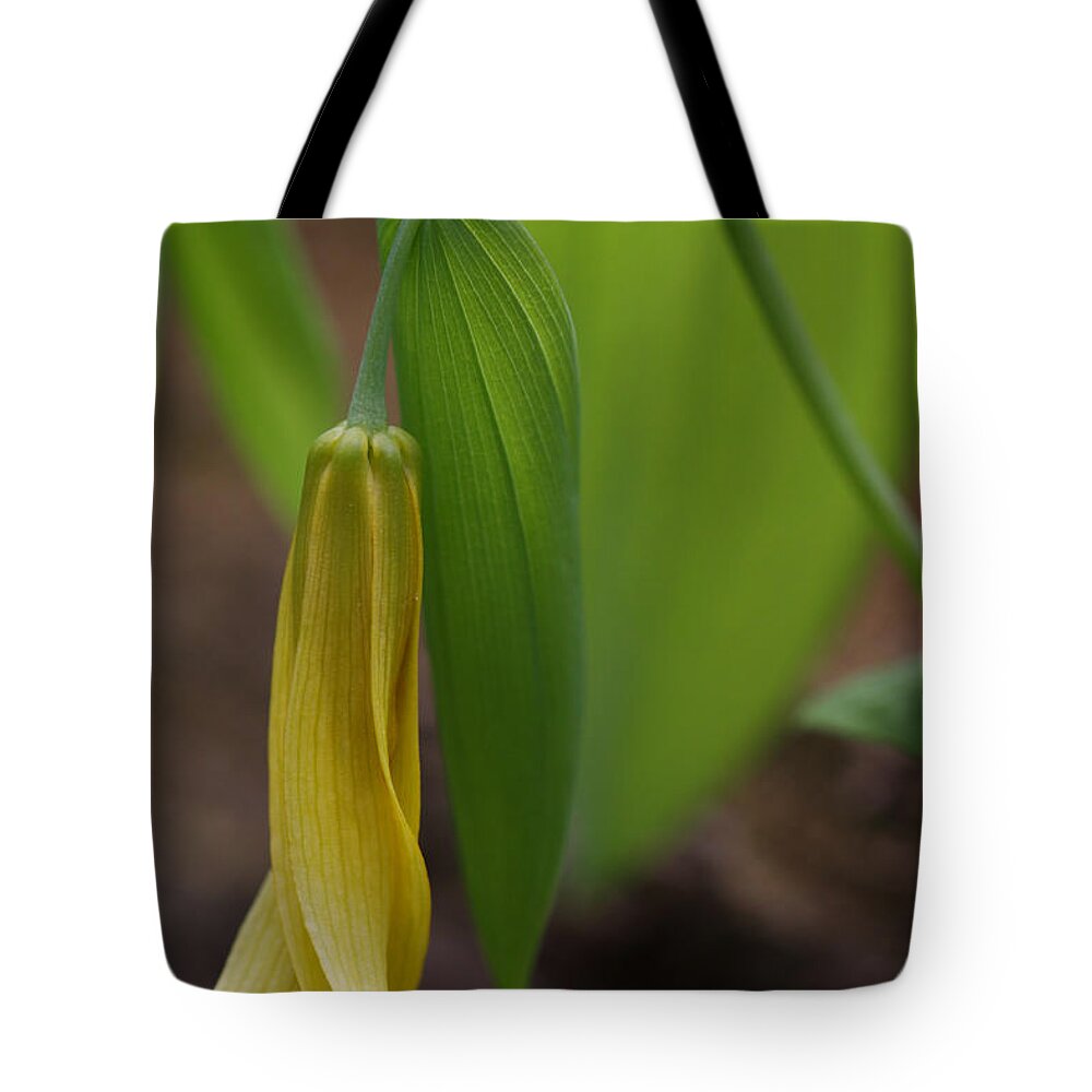 Bellwort Tote Bag featuring the photograph Bellwort Or Uvularia grandiflora by Daniel Reed