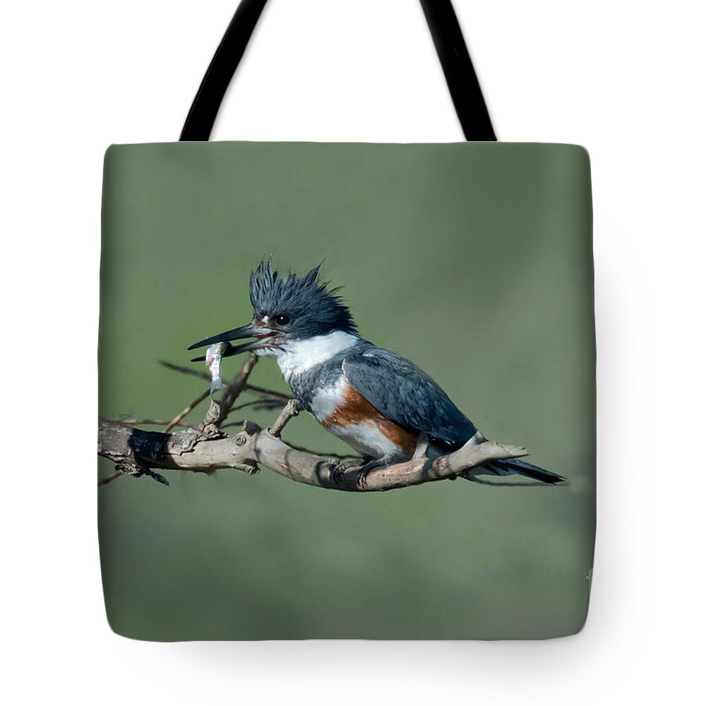 Fauna Tote Bag featuring the photograph Belted Kingfisher Hen With Fish by Anthony Mercieca