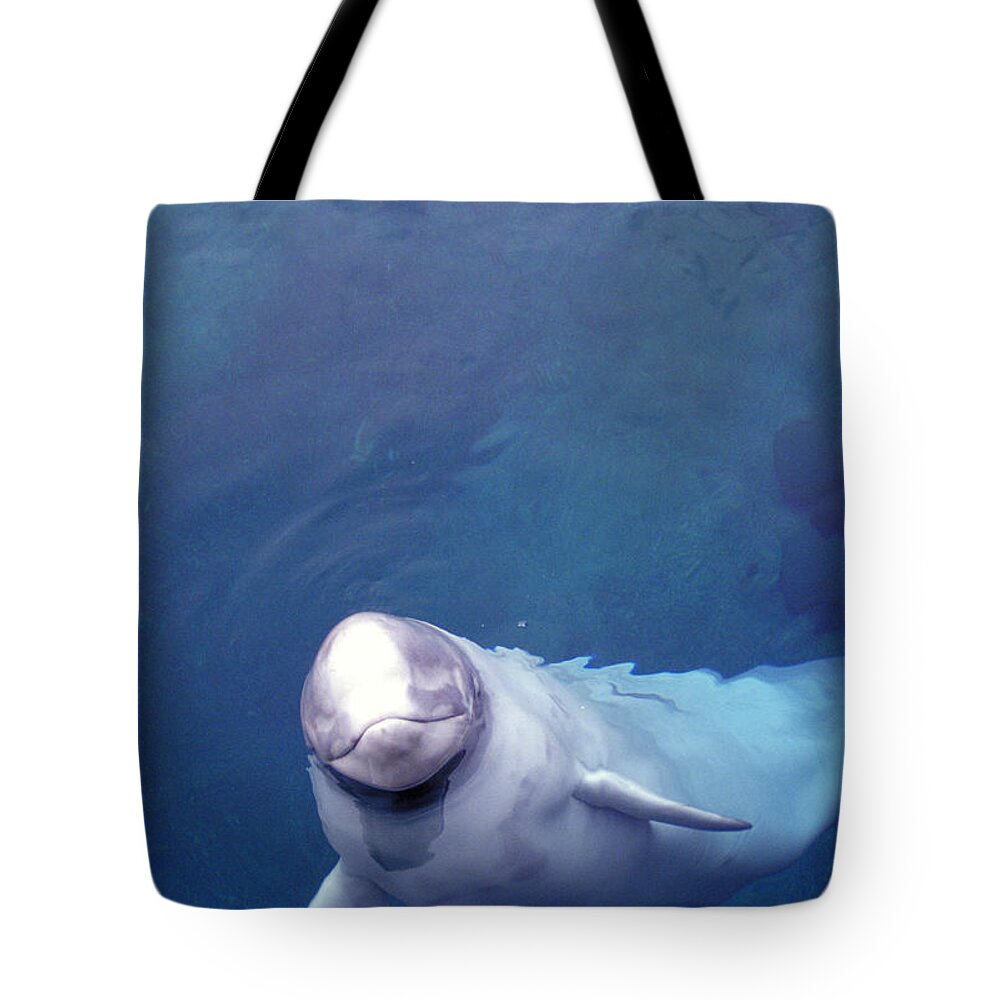 Beluga Whale Tote Bag featuring the photograph Beluga Whale by Mark Newman