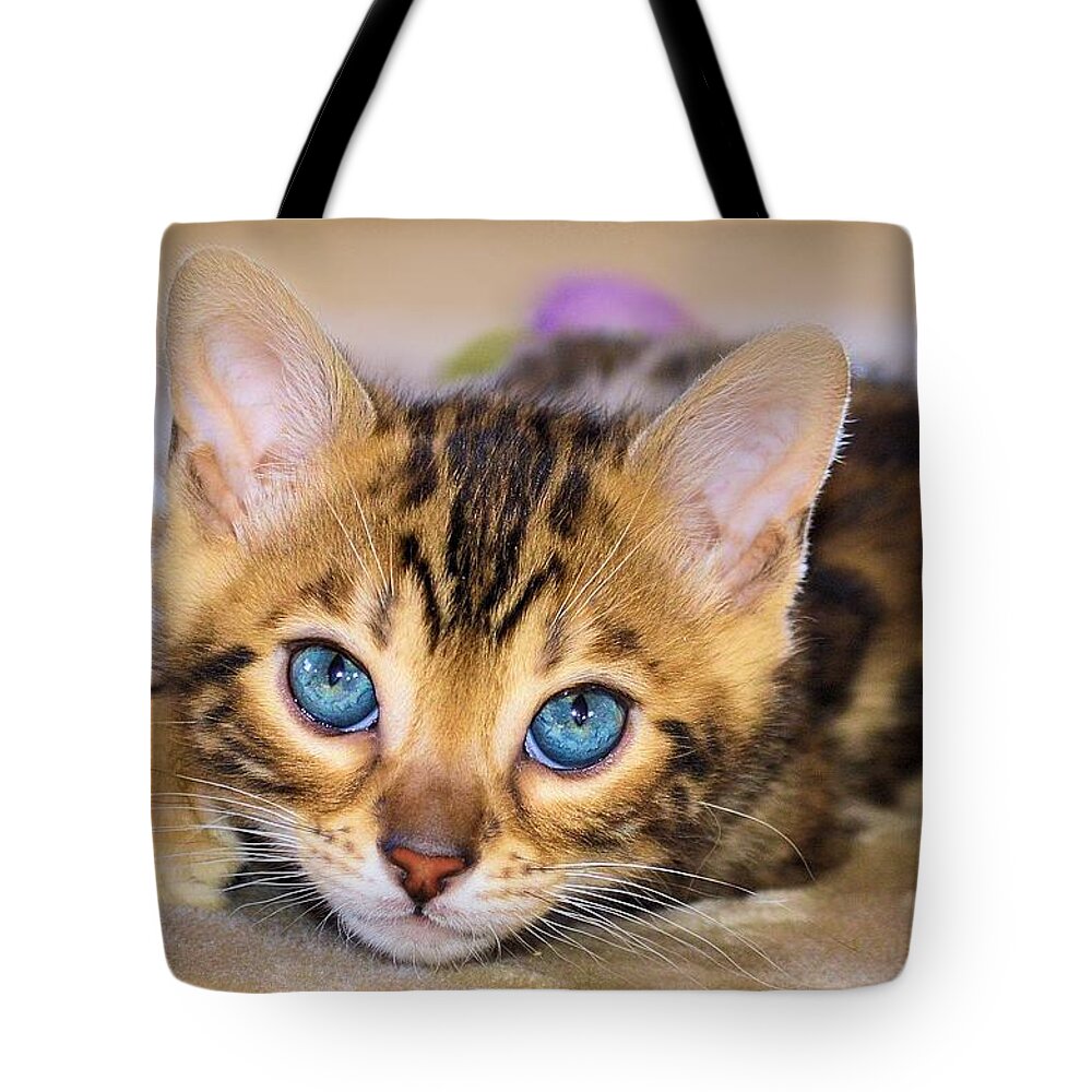 Cat Tote Bag featuring the photograph Bengal Kitten Closeup by Jane Girardot