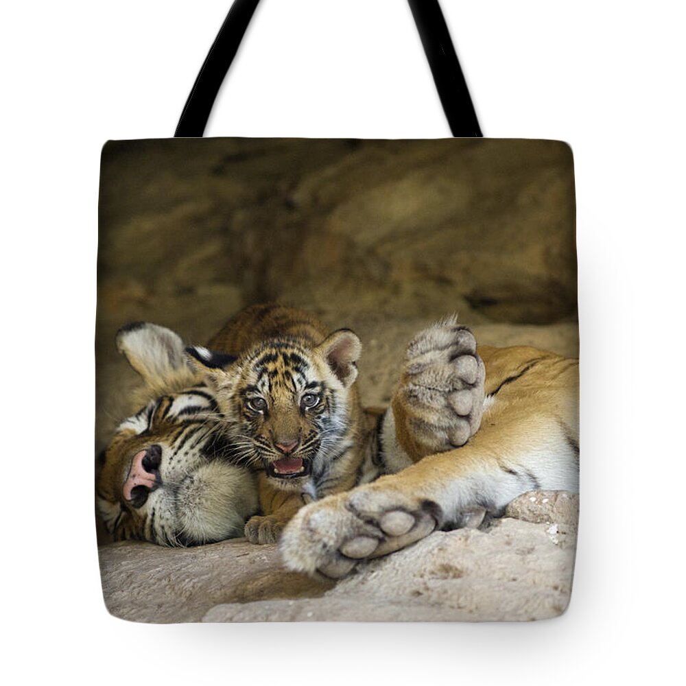 Feb0514 Tote Bag featuring the photograph Bengal Tiger Cub On Sleeping Mother by Suzi Eszterhas