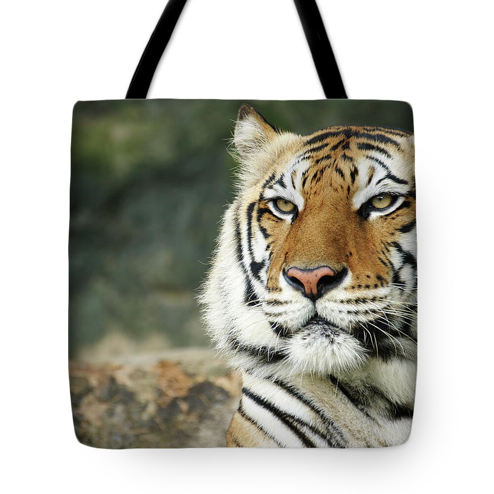 tiger face bag