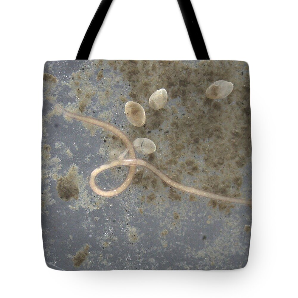 Benthic Organisms Tote Bag featuring the photograph Bering Sea Mud Organisms by Carleton Ray