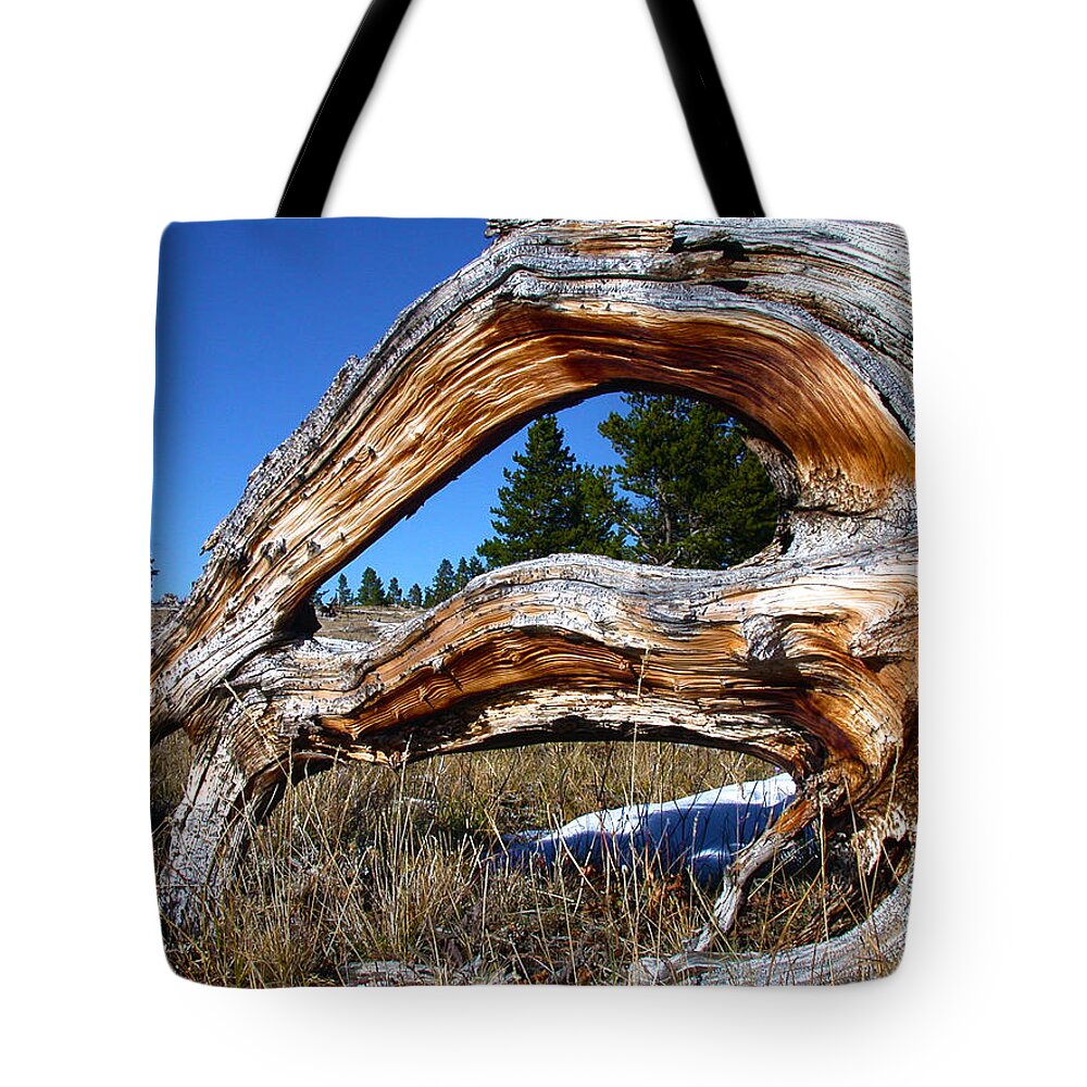 Tree Tote Bag featuring the photograph Beyond Our Roots by Shane Bechler