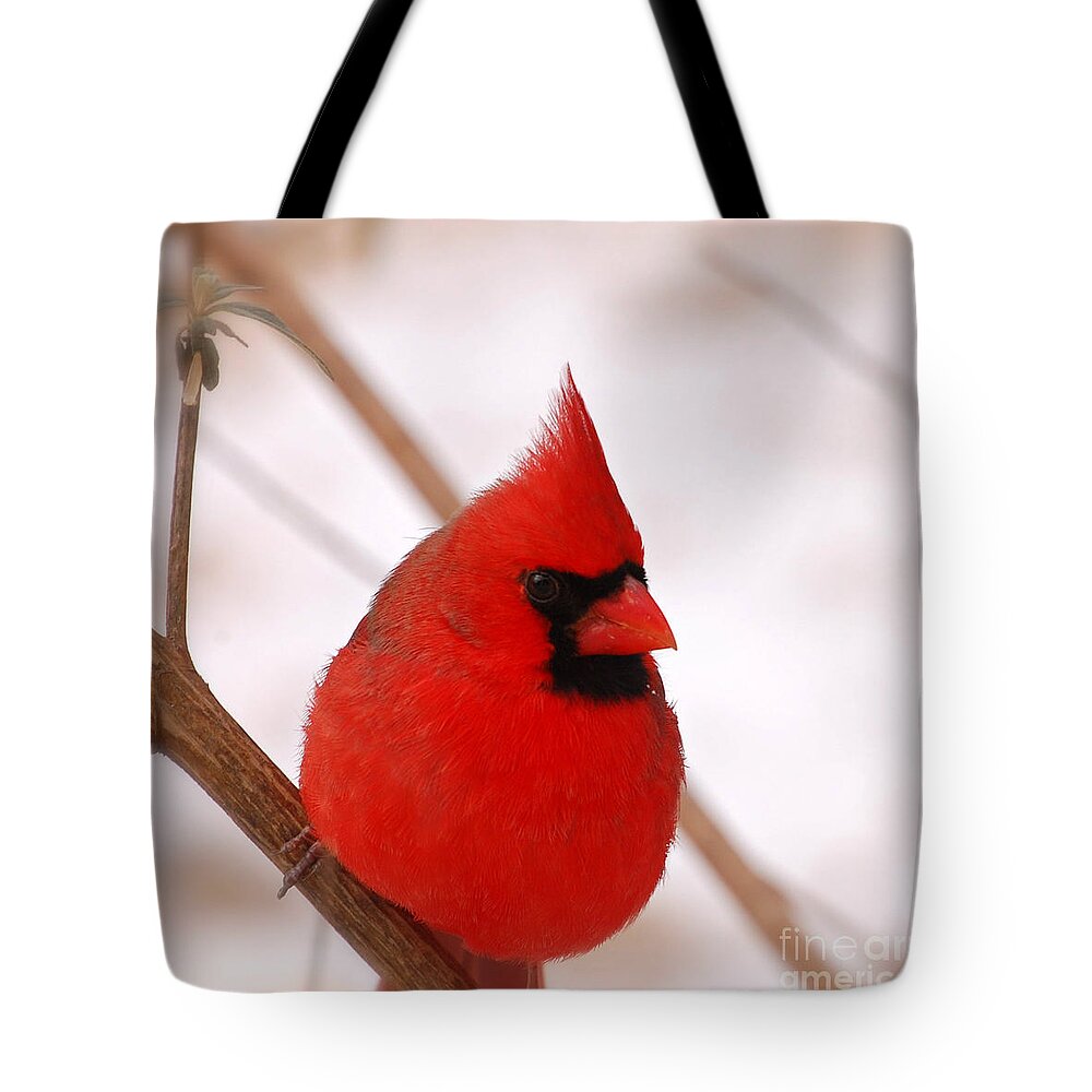 Northern Cardinal Tote Bag featuring the photograph Big Red Cardinal Bird In Snow by Peggy Franz