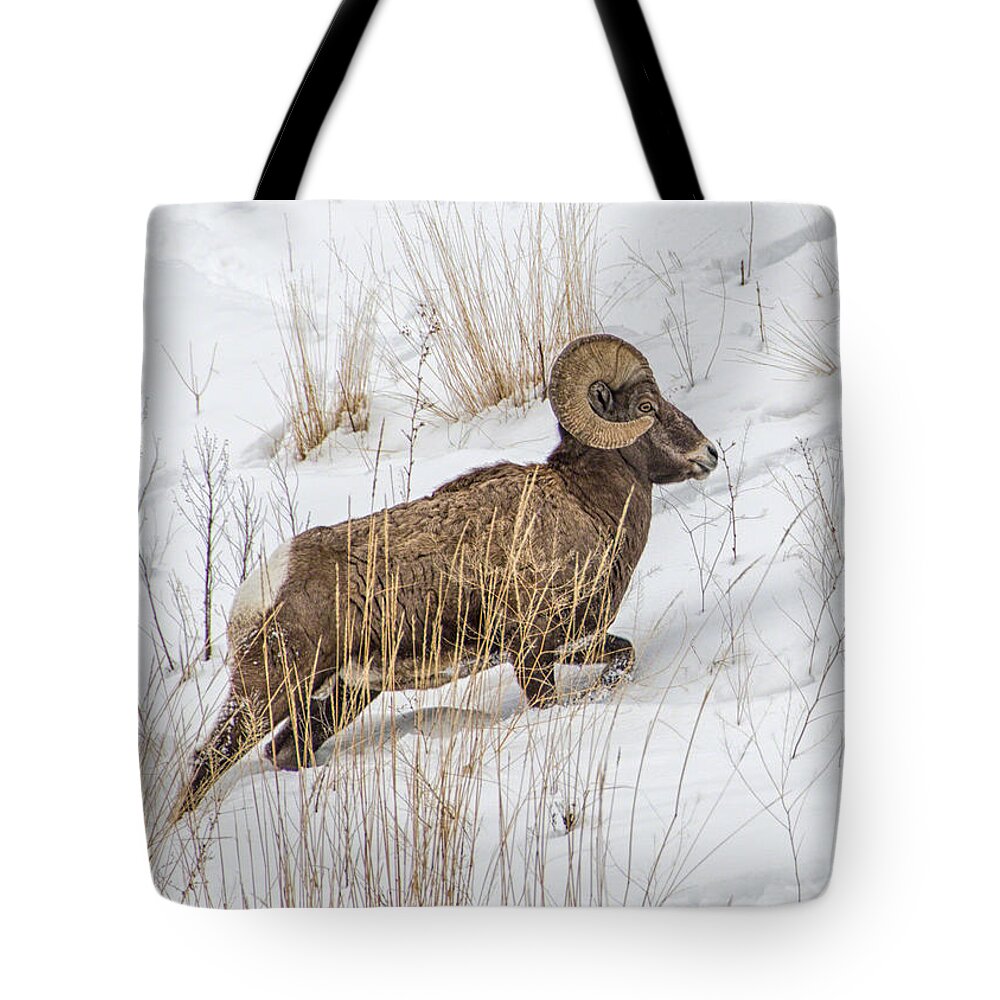 Bighorn Sheep Tote Bag featuring the photograph Bighorn in Yellowstone by Alan Toepfer
