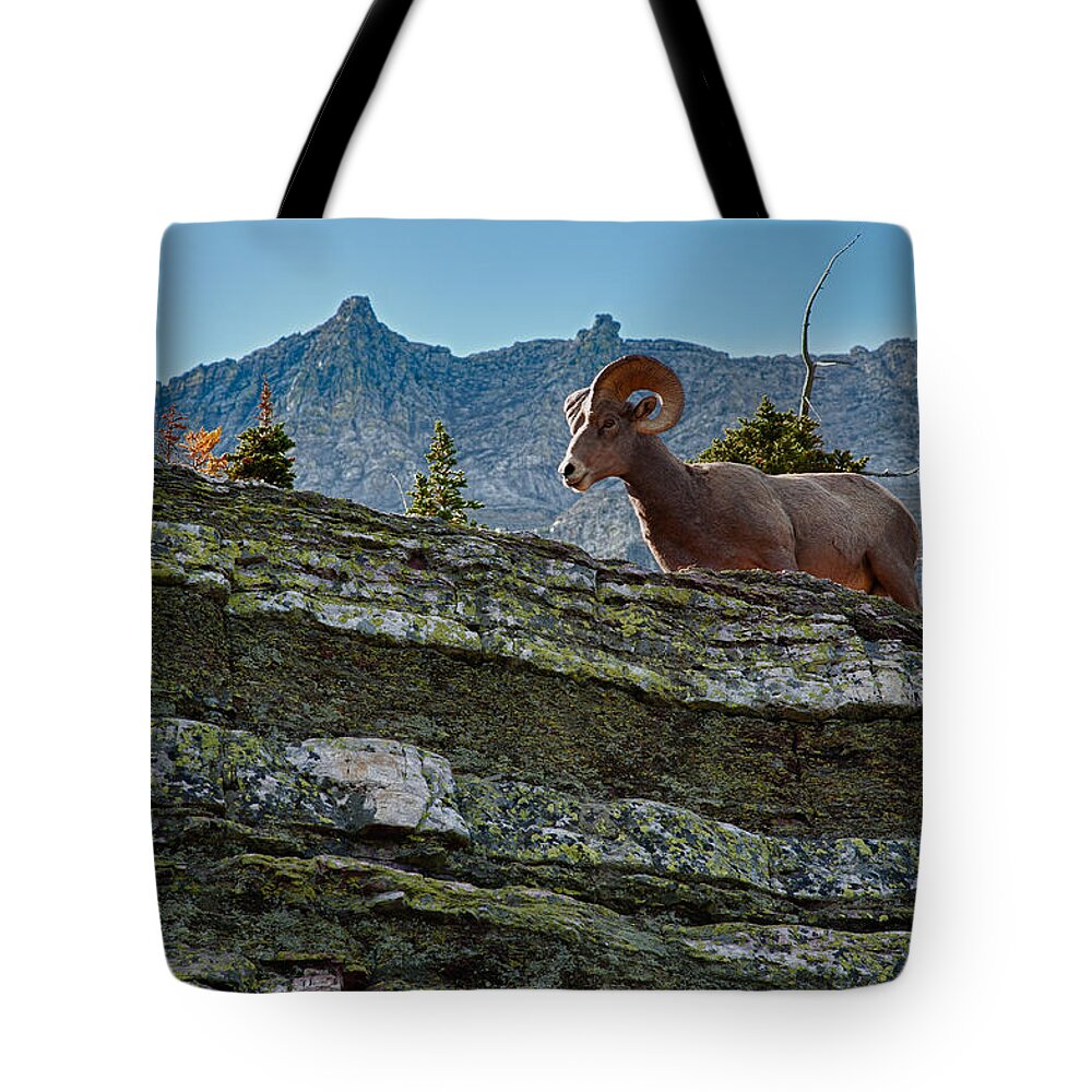 Bighorn Tote Bag featuring the photograph Bighorn by Sebastian Musial