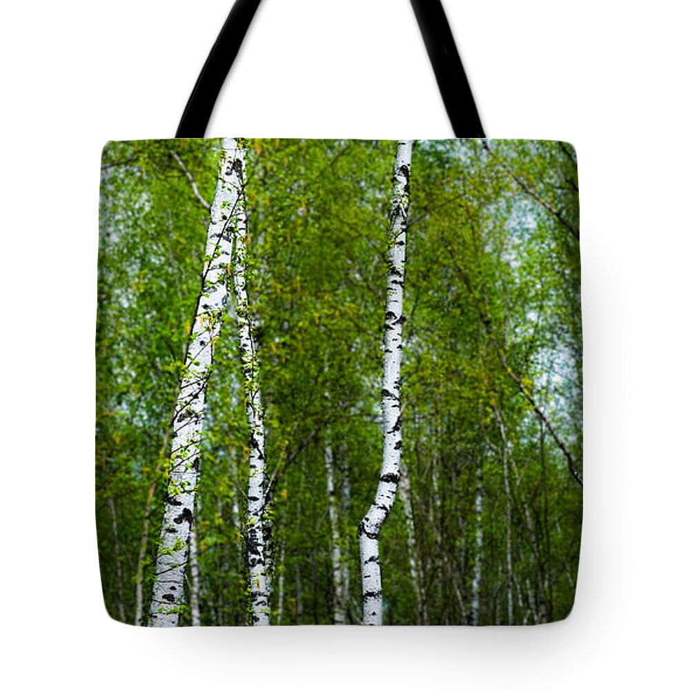 Birch Tote Bag featuring the photograph Birch Forest by Hannes Cmarits