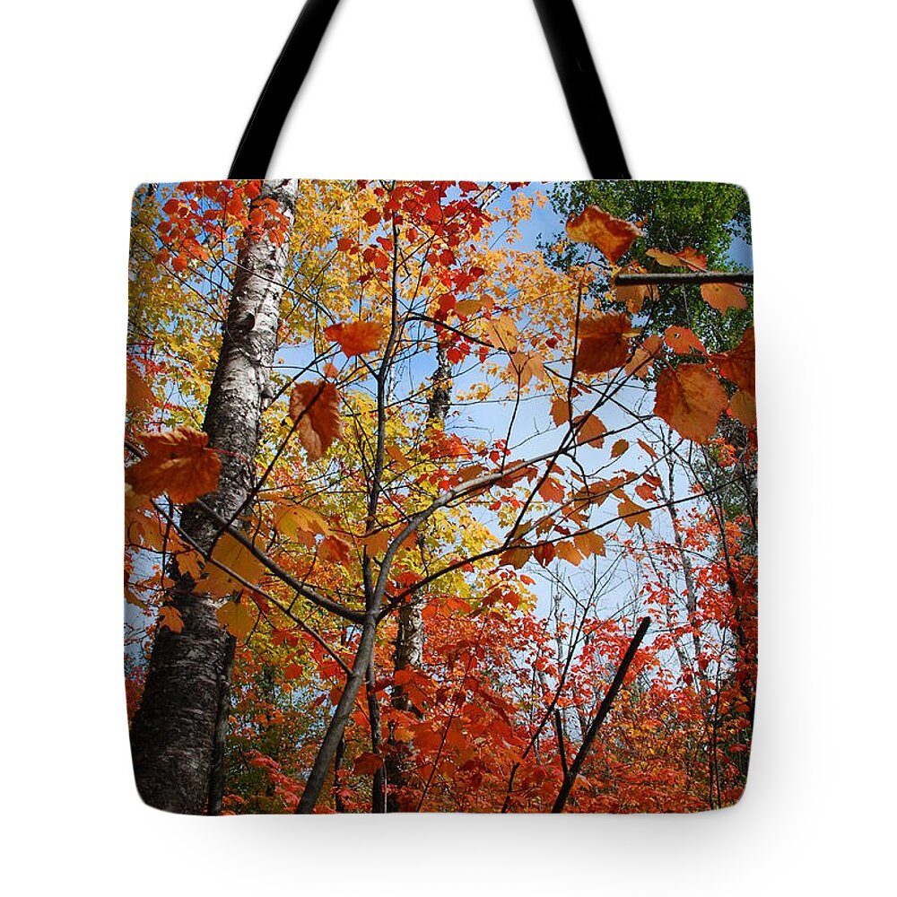 Autumn Tote Bag featuring the photograph Birch Maple Autumn by Cascade Colors