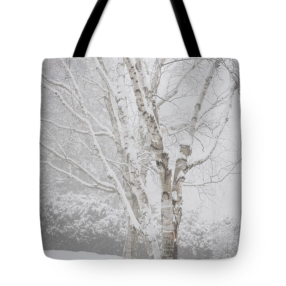 Birch Tote Bag featuring the photograph Birch trees in winter by Elena Elisseeva