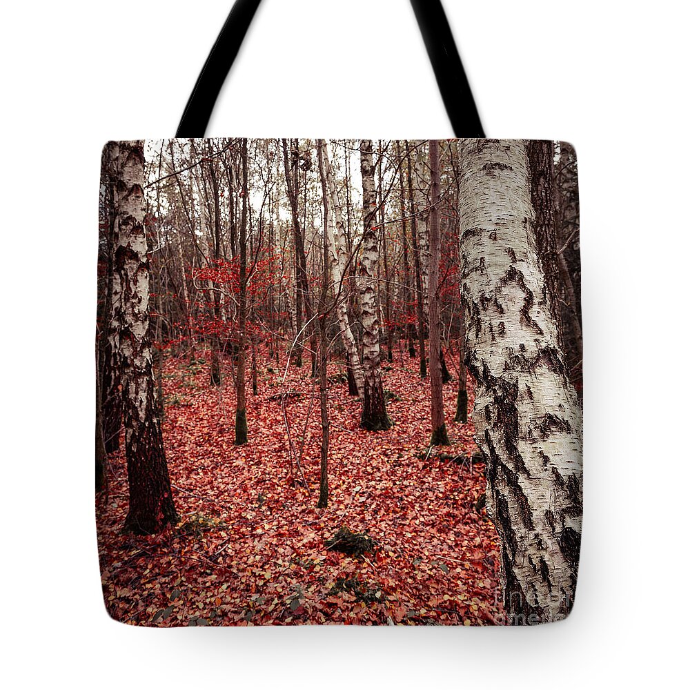 Autumn Tote Bag featuring the photograph Birchforest In Fall by Hannes Cmarits