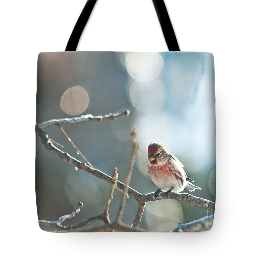 Landscapes Tote Bag featuring the photograph Bird in Bokeh by Cheryl Baxter