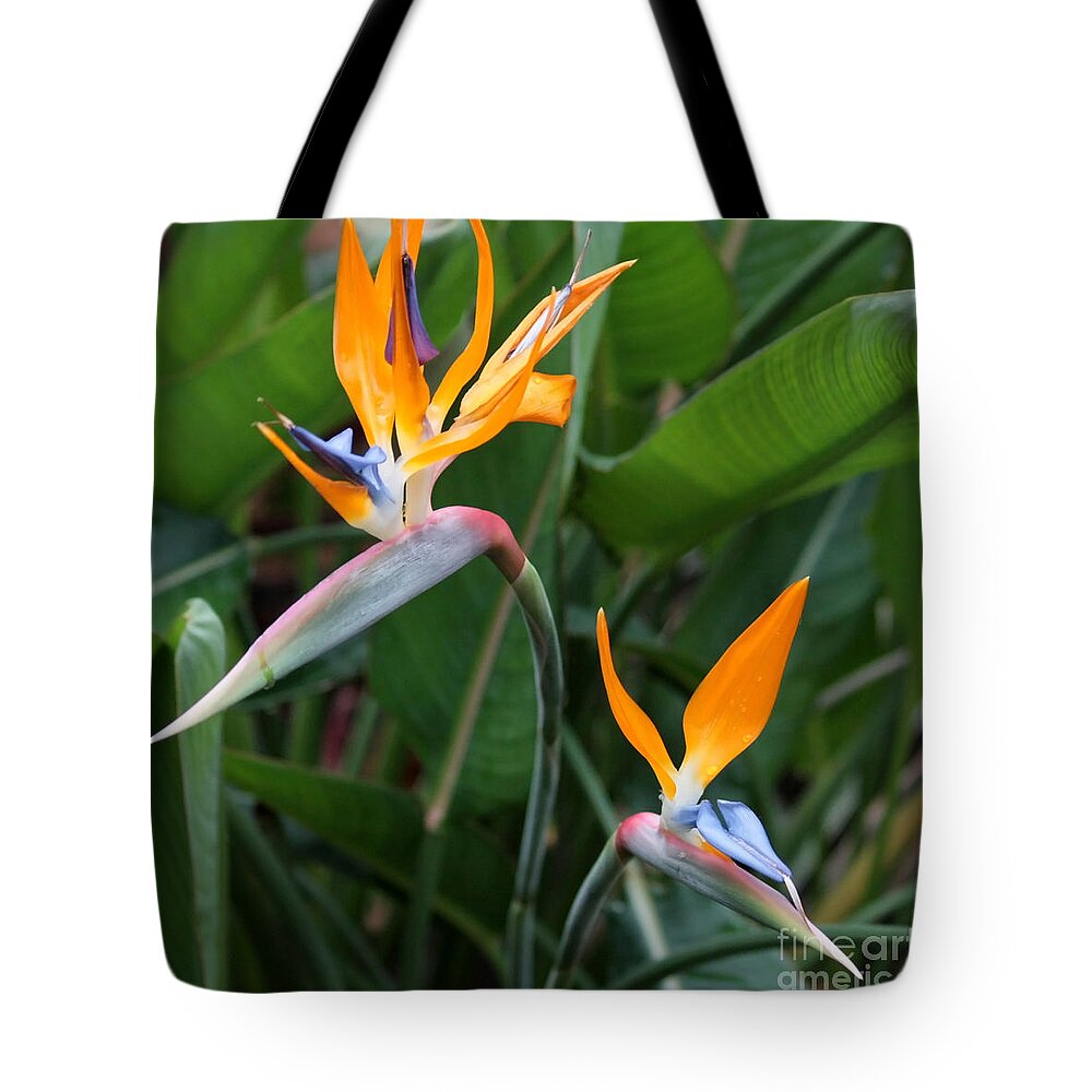Bird Of Paradise Tote Bag featuring the photograph Bird of Paradise by Carol Groenen